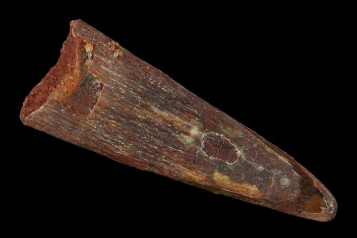 Fossil Pterosaur (Siroccopteryx) Tooth - Morocco #134646